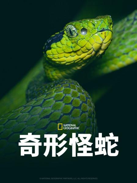 网红黑料《奇形怪蛇》免费在线观看